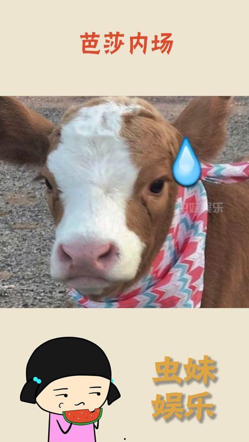 抖音娱乐吃瓜号,揭秘娱乐圈那些不为人知的幕后故事